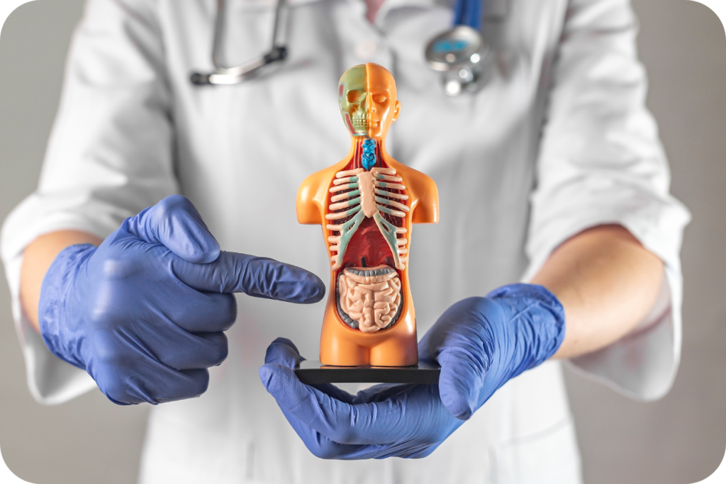 Profissional de saúde, usando jaleco branco e luvas azuis, aponta para o intestino de um modelo anatômico do tronco humano, que exibe os órgãos internos.